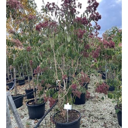 HétfiúvirágcserjeHEPTACODIUM MICONIOIDES 150/175 K45