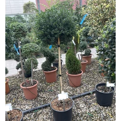 Magyal ILEX CRENATA GLORIE GEM T1/2 K18