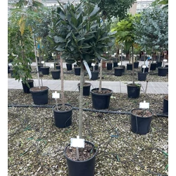 Fűszerbabér LAURUS NOBILIS T1/2 K18