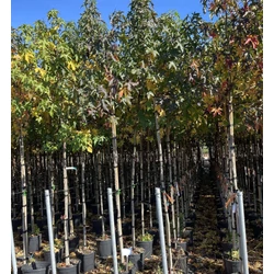 Amerikai ámbrafa  LIQUIDAMBAR STYRACIFLUA T200 6/8 K18