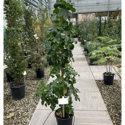 Amerikai ámbrafa  LIQUIDAMBAR STYRACIFLUA ROTUNDILOBA K10