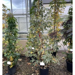 Amerikai ámbrafa  LIQUIDAMBAR STYRACIFLUA VARIEGATA 150/175 K18