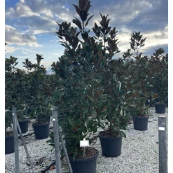 Örökzöld liliomfa   MAGNOLIA GRANDIFLORA GALLISONIENSIS 200/250 K55