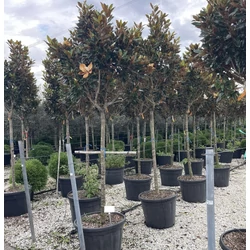 Örökzöld liliomfa MAGNOLIA GRANDIFLORA LITTLE GEM T120/140 16/18 K110