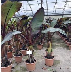 Banán MUSA ENSETE MAURELLII 125/150 K12