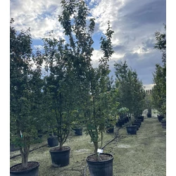 Oszlopos perzsafa  PARROTIA PERSICA VANESSA 300/350 K130