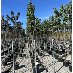 Oszlopos díszcseresznye   PRUNUS SERRULATA AMANOGAWA T200 6/8 K18