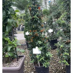 Tűztövis    PYRACANTHA NAVAHO KÚP 60/80 K10