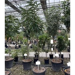 Szelídgesztenye CASTANEA SATIVA BOUCHE DE BETIZAC T1/2 K35