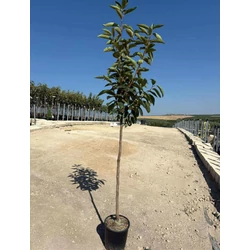 Datolyaszilva DIOSPYROS KAKI VANIGLIA T1/2 K10