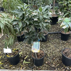 Törpe körte PYRUS COMMUNIS NANA GARDEN GEM T1/4 K10