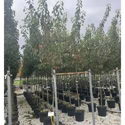 Mézalmácska AMELANCHIER LAMARCKII T200 8/10 K30