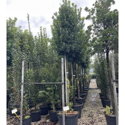Szamócafa ARBUTUS UNEDO T200 22/25 K130