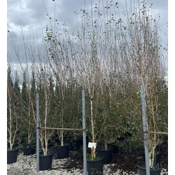 Himalájai nyír  BETULA UTILIS 300/350 K35