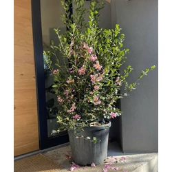 Kamélia   CAMELLIA JAPONICA SASANQUA CLEOPATRA 200/225 K90