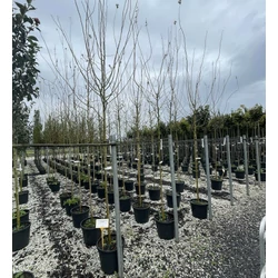 Pirosvirágú galagonya   CRATAEGUS LAEVIGATA PAUL'S SCARLET T200 6/8 K30