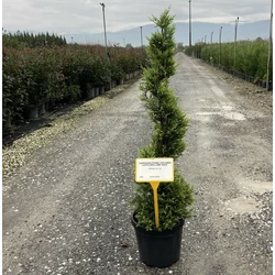 Arany lombú leyland ciprus CUPRESSOCYPARIS LEYLANDII CASTLEWELLAN GOLD SPIRÁL 80/+ K10