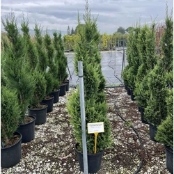 Arany lombú leyland ciprus CUPRESSOCYPARIS LEYLANDII CASTLEWELLAN GOLD SPIRÁL 120/140 K18