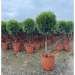 Arany lombú leyland ciprus CUPRESSOCYPARIS LEYLANDII CASTLEWELLAN GOLD T1/4 K7