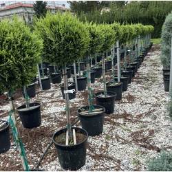 Arany lombú leyland ciprus CUPRESSOCYPARIS LEYLANDII CASTLEWELLAN GOLD T1/2 K25