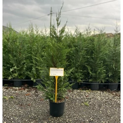 Leyland ciprus CUPRESSOCYPARIS LEYLANDII 80/+ K5