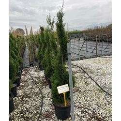 Leyland ciprus CUPRESSOCYPARIS LEYLANDII SPIRÁL 120/140 K18