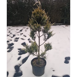 Leyland ciprus CUPRESSOCYPARIS LEYLANDII CASTLEWELLAN GOLD POM-PON 80/+ K9