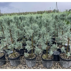 Oszlopos, kék arizoniai ciprus CUPRESSUS ARIZONICA FASTIGIATA POM-PON 80/+ K9