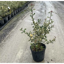 Közönséges magyal   ILEX AQUIFOLIUM ARGENTEOMARGINATA 40/+ K9