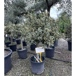Közönséges magyal   ILEX AQUIFOLIUM ARGENTEOMARGINATA T1/2 K25