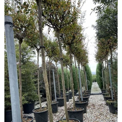 Kínai selyemmirtusz   LAGERSTROEMIA INDICA T200 14/16 K55
