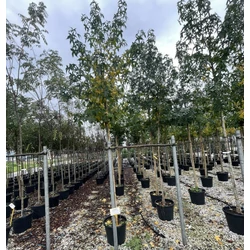 Amerikai ámbrafa   LIQUIDAMBAR STYRACIFLUA T200 8/10 K35