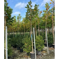 Tulipánfa LIRIODENDRON TULIPIFERA T200 8/10 K30