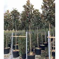 Örökzöld liliomfa  MAGNOLIA GRANDIFLORA GALLISONIENSIS T200 14/16 K90