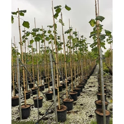 Nagylevelű császárfa   PAULOWNIA TOMENTOSA 6/8 K25