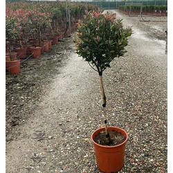 Örökzöld korallberkenye   PHOTINIA FRASERI CHICO T1/4 K7