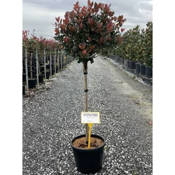 Örökzöld korallberkenye   PHOTINIA FRASERI LITTLE RED ROBIN T1/2 K18