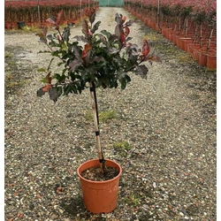 Örökzöld korallberkenye PHOTINIA FRASERI MAGICAL VULCANO T1/4 K7