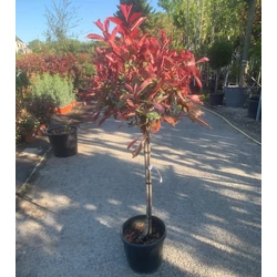 Örökzöld korallberkenye   PHOTINIA FRASERI PINK MARBLE T1/2 K18