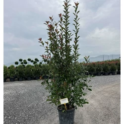 Örökzöld korallberkenye   PHOTINIA FRASERI RED ROBIN 150/175 K35