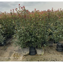 Örökzöld korallberkenye   PHOTINIA FRASERI COMPACTA 120/150 K18