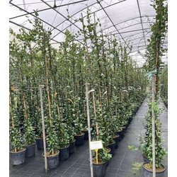 Csillagjázmin TRACHELOSPERMUM JASMINOIDES 175/+ K9