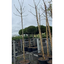 Hússzínű vadgesztenye  AESCULUS CARNEA BRIOTII T200 8/10 K45