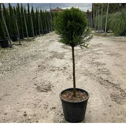Leyland ciprus   CUPRESSOCYPARIS LEYLANDII T1/4 K9