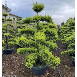 Arany lombú leyland ciprus CUPRESSOCYPARIS LEYLANDII GOLD RIDER BONSAI 170/180 K65 TÁLBAN