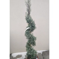 Oszlopos, kék arizoniai ciprus CUPRESSUS ARIZONICA FASTIGIATA SPIRÁL 100/+ K12