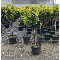 Japán kecskerágó  EUONYMUS JAPONICUS ELEGANTISSIMUS AUREUS T1/4 K7