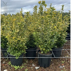 Japán kecskerágó  EUONYMUS JAPONICUS ELEGANTISSIMUS AUREUS 40/+  K9