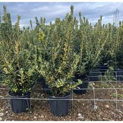 Japán kecskerágó  EUONYMUS JAPONICUS AUREOPICTUS 40/+ K9