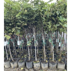 Füge FICUS CARICA T1/2 K15